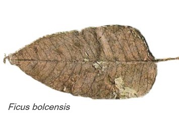 Ficus bolcensis